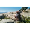 image:imageDouglas Einstein Great Horned Owl Plush Stuffed Animal