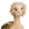image:imageOlivia OSTRICH 212